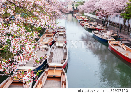 Pink cherry blossom tunnel with boats at Suigo river, Yanagawa 121957150
