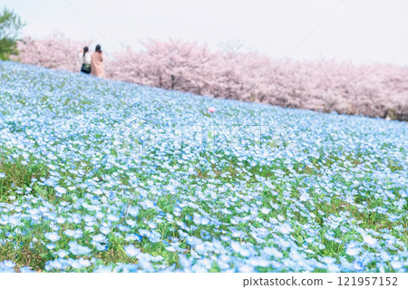 Nemophila with blur people and cherry blossom, Uminonakamichi 121957152