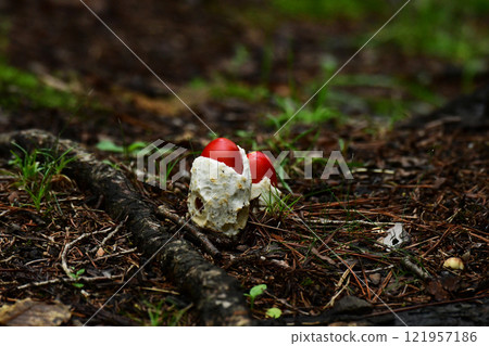 露臉的紅蛋蘑菇 露臉的紅蛋蘑菇 121957186