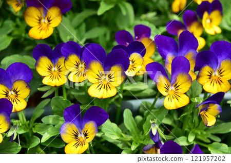 Hanging bicolor viola 121957202