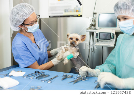 Woman veterinarian conducting examination of Yorkshire Terrier at veterinary clinic Woman veterinarian conducting examination of Yorkshire Terrier at veterinary clinic 121957428