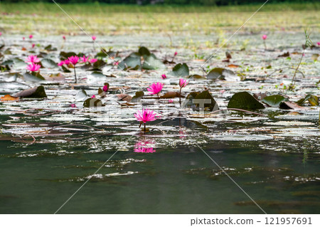 Lotus flowers growing in rice fields, Tam Coc, Vietnam 121957691