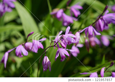 紫色矽烷花 121957857