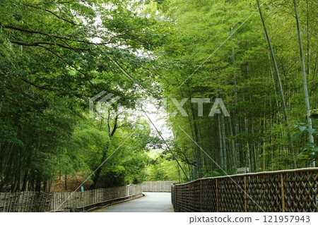 Scenery with bamboo grove Scenery with bamboo grove 121957943