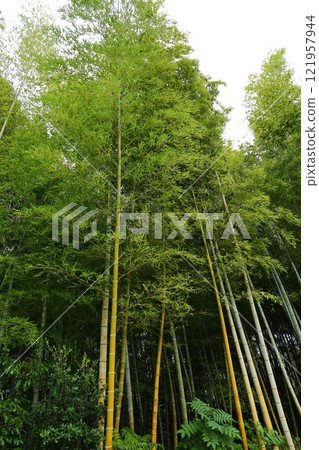 Scenery with bamboo grove 121957944