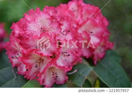 Showy Western Rhododendron 121957957