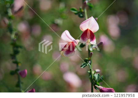 優雅的掃帚 121957958