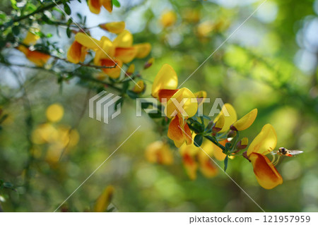 The soft glow of the red broom 121957959