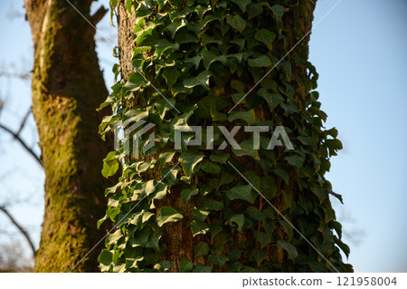 一棵藤 一棵藤 121958004