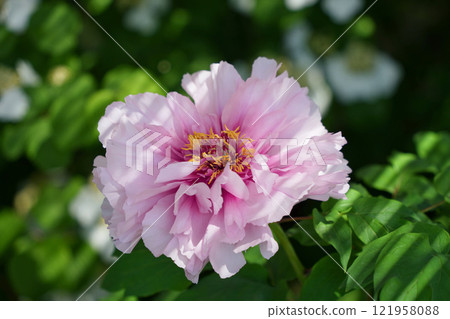 華麗的淺粉紅色牡丹 121958088