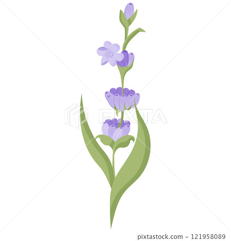 Lavender flower for your design. Vector illustration isolated on white background. Lavender flower for your design. Vector illustration isolated on white background. 121958089