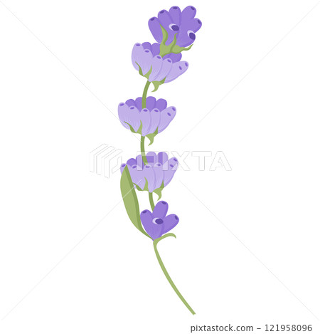 Lavender flower for your design. Vector illustration isolated on white background. 121958096