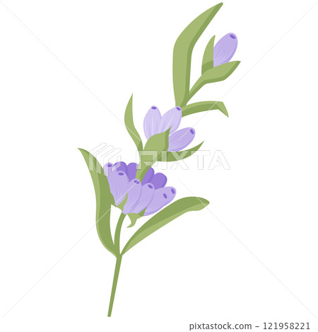 Lavender flower for your design. Vector illustration isolated on white background. 121958221