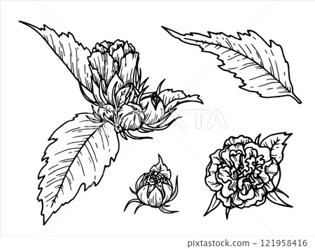 Outline botanical vector illustration of flower with leaves. Hand-drawn floral element set of branch with bud. Perfect for creating graphic resource in line art style and packaging designs. Outline botanical vector illustration of flower with leaves. Hand-drawn floral element set of branch with bud. Perfect for creating graphic resource in line art style and packaging designs. 121958416