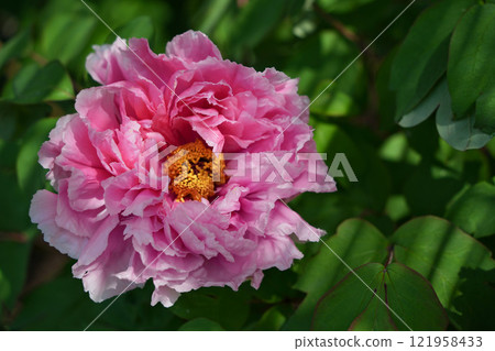 Elegant color of pink buttons Elegant color of pink buttons 121958433