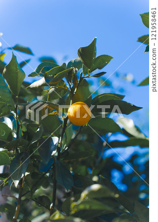 藍天白雲下閃閃發光的柑橘果實 121958461