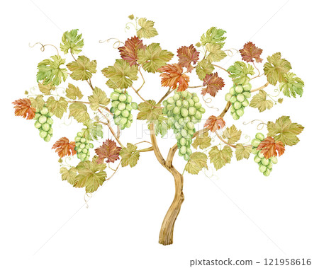 Watercolor grape vine with green berries. Illustration of fruits, leaves and branches isolated on white background. Berries for white wine, juice, jam label. Clipart for winery, cafe, restaurant. 121958616