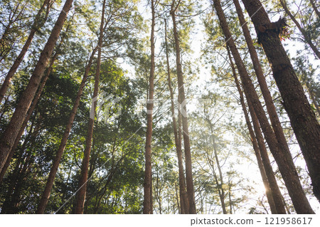 travel and people activity concept with hiking in tropical forest with pine tree on mountain travel and people activity concept with hiking in tropical forest with pine tree on mountain 121958617