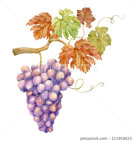 Watercolor branch with lilac grapes. Illustration of purple fruits, leaves and branches isolated on white background. Berries for wine, juice, jam labels. Clipart for winery, cafe, restaurant. Watercolor branch with lilac grapes. Illustration of purple fruits, leaves and branches isolated on white background. Berries for wine, juice, jam labels. Clipart for winery, cafe, restaurant. 121958623