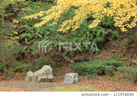 Green ferns and yellow leaves covering the mountain slopes 121958690