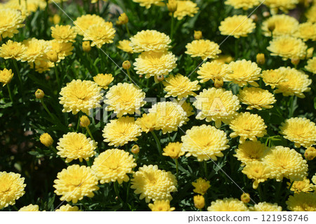 華麗的雙花瑪格麗特 121958746