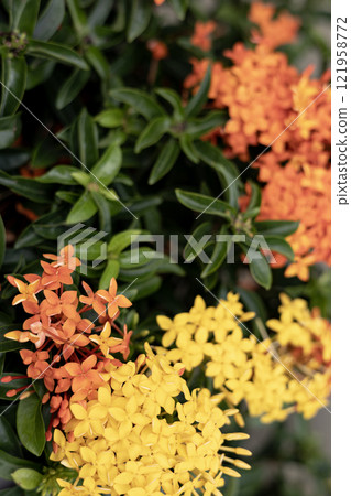 A bundle of beautiful yellow and orange flower bloom in the garden. 121958772