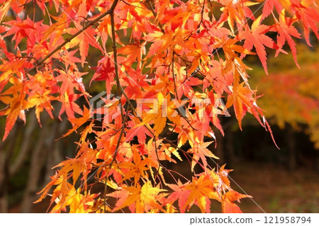Maple leaves turning red Maple leaves turning red 121958794