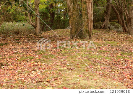 Trees and fallen leaves in the park Trees and fallen leaves in the park 121959018