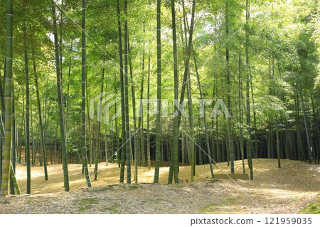Muko City Bamboo Path 121959035