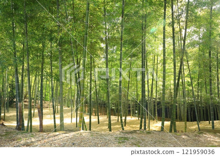 Muko City Bamboo Path Muko City Bamboo Path 121959036
