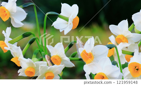 一簇水仙花盛開，亮黃色的花瓣令人印象深刻 121959148