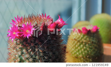 仙人掌的春季室內圖像排列在明亮的窗戶旁，粉紅色的花朵盛開 121959149