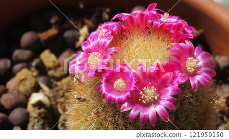 窗邊的仙人掌在溫暖的春天陽光下盛開，在公寓內園藝 121959150