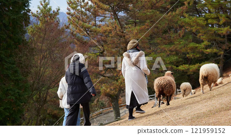 Scenery of young women sightseeing at Mt. Rokko ranch in winter and cute sheep 121959152