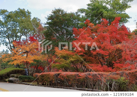 Autumn leaves at Lake Biwa Cultural Park, Shiga Prefecture Autumn leaves at Lake Biwa Cultural Park, Shiga Prefecture 121959184