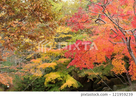 Colorful maple leaves in the park 121959239