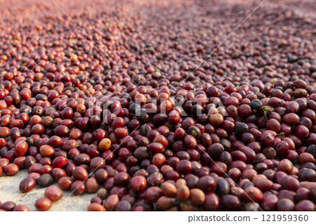 Coffee beans drying in the sun. Coffee plantations at coffee farm 121959360