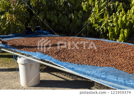 Cocoa beans and cocoa pod on a wooden surface. 121959374
