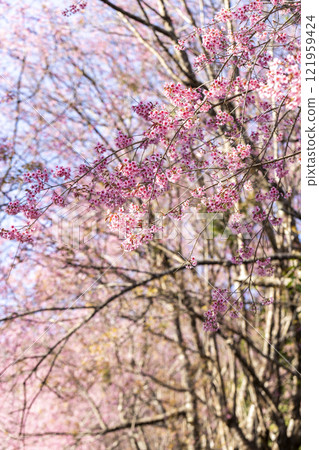 Wild Himalayan Cherry (Prunus cerasoides) or thai sakura flower 121959424