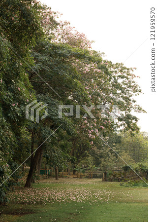 Rosy Trumpet or Pink Tacoma tree, Tabebuia rosea, cheerful blooming in park Rosy Trumpet or Pink Tacoma tree, Tabebuia rosea, cheerful blooming in park 121959570