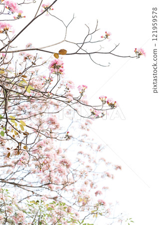 Rosy Trumpet or Pink Tacoma tree, Tabebuia rosea, cheerful blooming in park 121959578