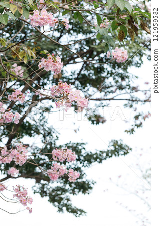 Rosy Trumpet or Pink Tacoma tree, Tabebuia rosea, cheerful blooming in park 121959582