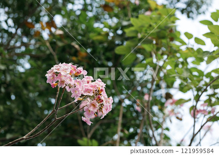 Rosy Trumpet or Pink Tacoma tree, Tabebuia rosea, cheerful blooming in park Rosy Trumpet or Pink Tacoma tree, Tabebuia rosea, cheerful blooming in park 121959584
