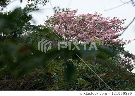 Rosy Trumpet or Pink Tacoma tree, Tabebuia rosea, cheerful blooming in park Rosy Trumpet or Pink Tacoma tree, Tabebuia rosea, cheerful blooming in park 121959589