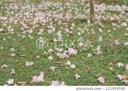 Rosy Trumpet or Pink Tacoma tree, Tabebuia rosea, cheerful blooming in park 121959590