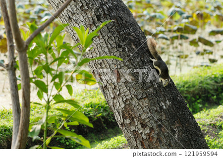 Squirrel climbing a tree in park 121959594