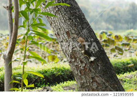 Squirrel climbing a tree in park 121959595