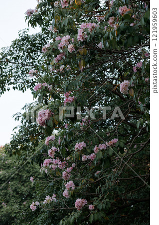 Rosy Trumpet or Pink Tacoma tree, Tabebuia rosea, cheerful blooming in park Rosy Trumpet or Pink Tacoma tree, Tabebuia rosea, cheerful blooming in park 121959603