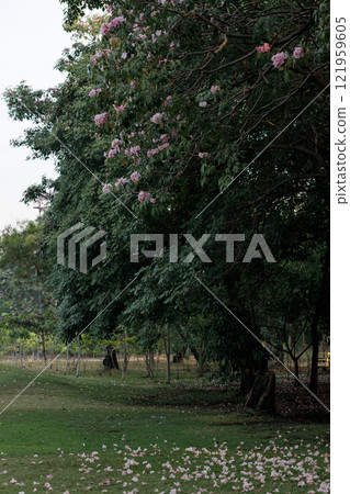 Rosy Trumpet or Pink Tacoma tree, Tabebuia rosea, cheerful blooming in park Rosy Trumpet or Pink Tacoma tree, Tabebuia rosea, cheerful blooming in park 121959605