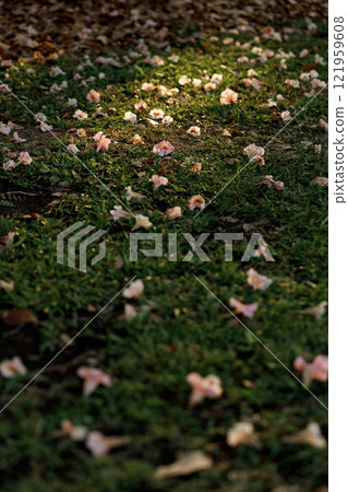 Rosy Trumpet or Pink Tacoma tree, Tabebuia rosea, cheerful blooming in park Rosy Trumpet or Pink Tacoma tree, Tabebuia rosea, cheerful blooming in park 121959608